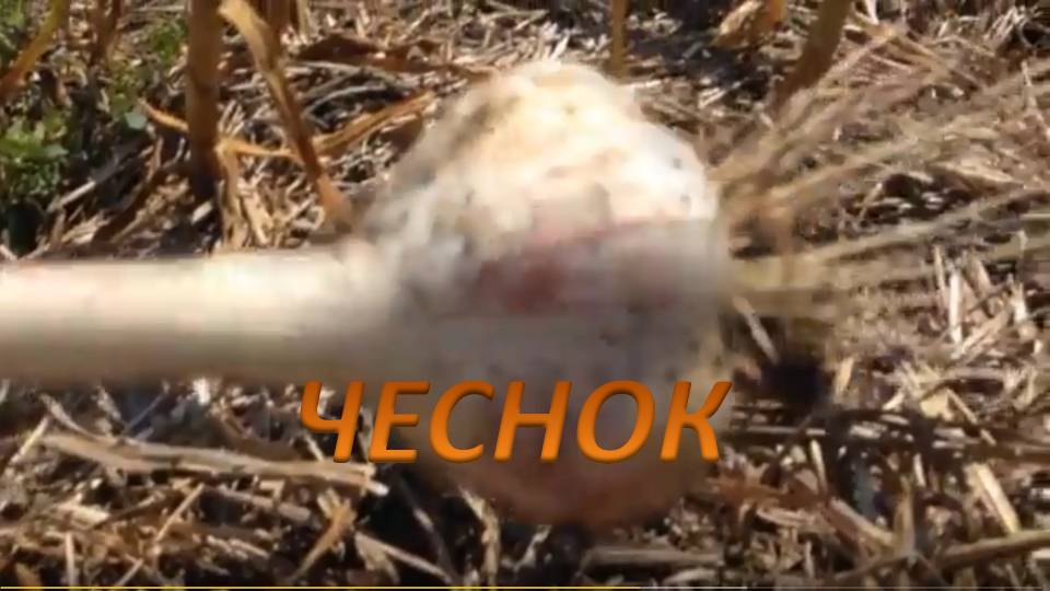 чеснок